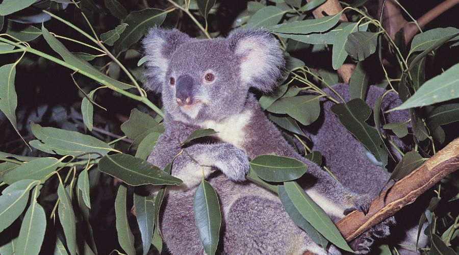 Discover Lone Pine Koala Sanctuary
