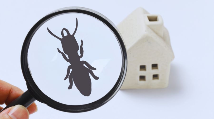 About Pest Inspection & Common Pests